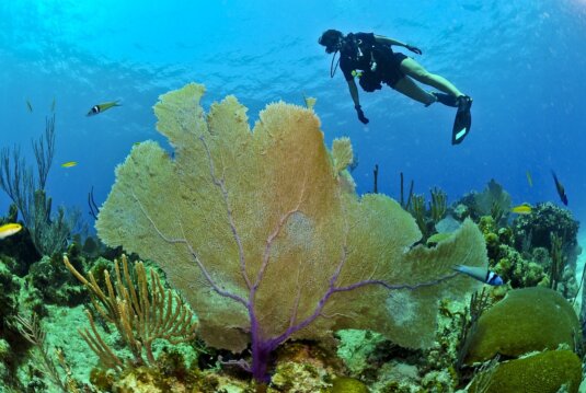 Tauchen lernen in Hurghada Hurghada Tauchen Korallenriff Fische